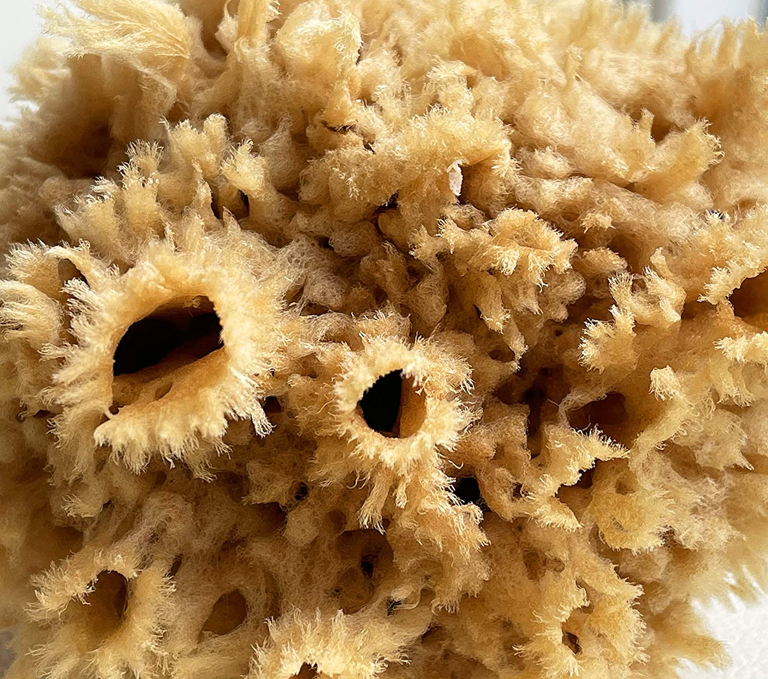 Wool Sea Sponge – Mammy's Soap Co